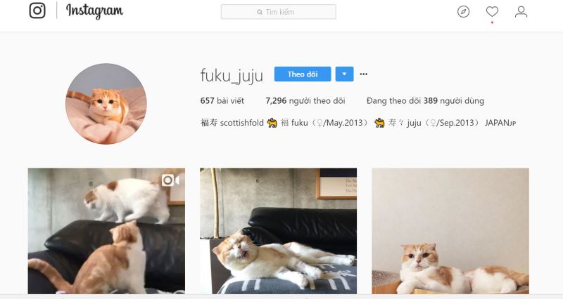 meo scottish fold (10).jpg